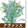 アヴァンス