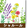 シャルール